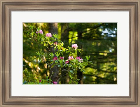 Framed Rhododendron flowers in a forest, Del Norte Coast Redwoods State Park, Del Norte County, California, USA Print