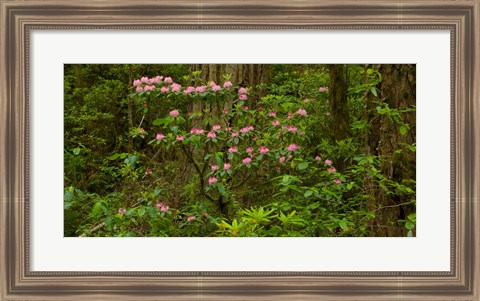 Framed Del Norte Coast Redwoods State Park, Del Norte County, California Print