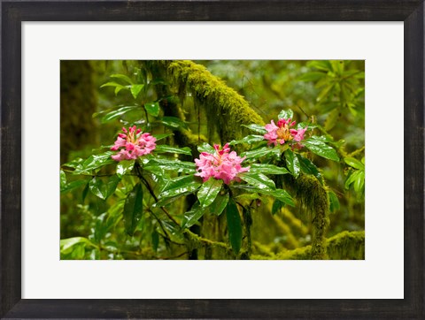 Framed Rhododendron flowers in a forest, Jedediah Smith Redwoods State Park, Crescent City, Del Norte County, California, USA Print