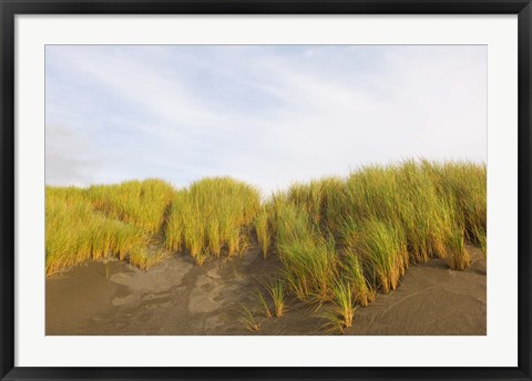 Framed Beach grass on sand, Pistol River State Scenic Viewpoint, Oregon, USA Print