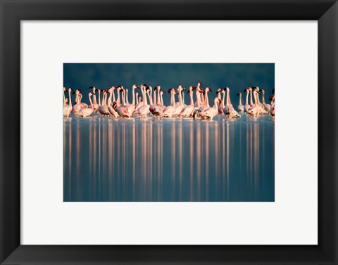 Framed Flamingo Reflections in a lake, Lake Nakuru, Lake Nakuru National Park, Kenya Print