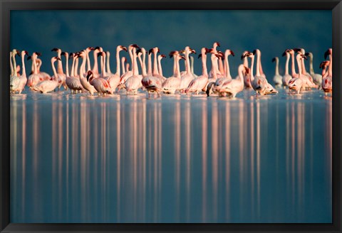 Framed Flamingo Reflections in a lake, Lake Nakuru, Lake Nakuru National Park, Kenya Print