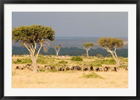 Framed Masai Mara National Reserve, Kenya Print