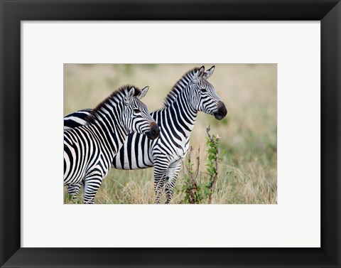 Framed Two Burchell&#39;s zebras (Equus burchelli) in a forest, Tarangire National Park, Tanzania Print
