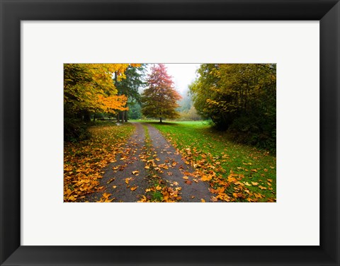 Framed Fallen leaves on a road, Washington State, USA Print