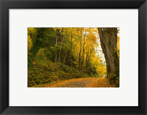 Framed Road passing through a forest in autumn, Washington State, USA Print