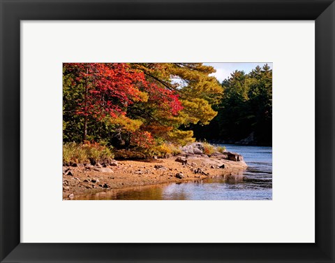Framed Autumn Trees, Musquash River, Muskoka, Ontario, Canada Print