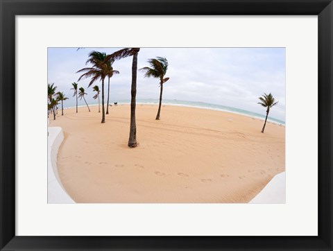 Framed Palm trees on the beach, Fort Lauderdale, Broward County, Florida, USA Print