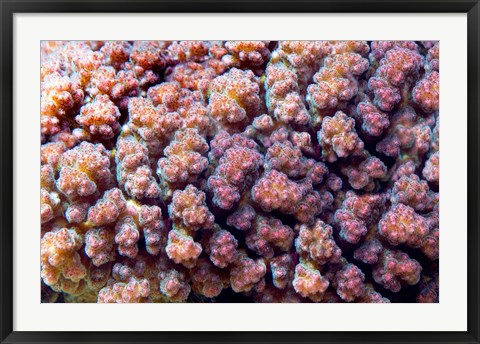 Framed Underwater plant life, coral, Indian Ocean, Kenya Print