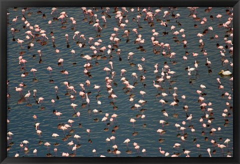 Framed Lesser Flamingo, Lake Nakuru, Kenya Print