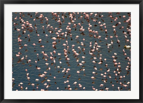 Framed Lesser Flamingo, Lake Nakuru, Kenya Print