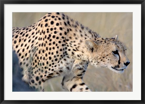 Framed Cheetah on the Prowl, Ngorongoro Conservation Area, Arusha Region, Tanzania Print