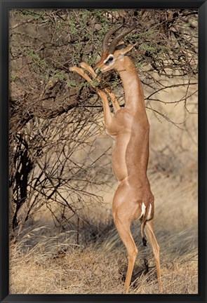 Framed Male gerenuk (Litocranius waller) eating leaves, Samburu National Park, Rift Valley Province, Kenya Print