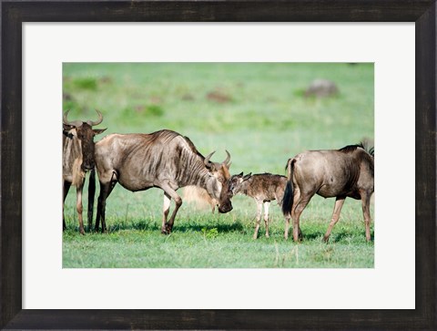 Framed Wildebeest, Ndutu, Ngorongoro, Tanzania Print