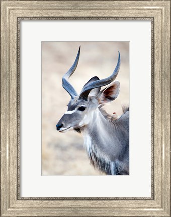 Framed Greater Kudu (Tragelaphus strepsiceros) in a forest, Samburu National Park, Rift Valley Province, Kenya Print