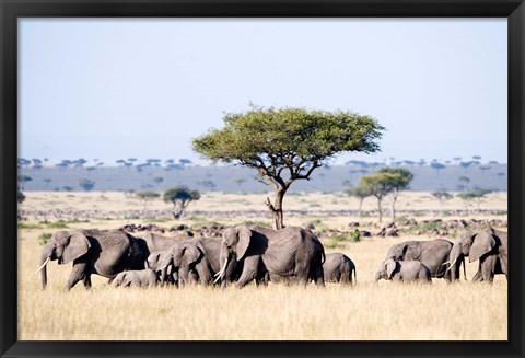 Framed African Elephants in Masai Mara National Reserve, Kenya Print