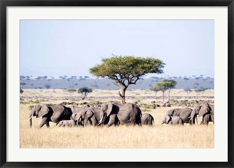 Framed African Elephants in Masai Mara National Reserve, Kenya Print