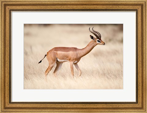 Framed Male gerenuk (Litocranius walleri) standing in field, Samburu National Park, Rift Valley Province, Kenya Print