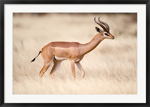 Framed Male gerenuk (Litocranius walleri) standing in field, Samburu National Park, Rift Valley Province, Kenya Print