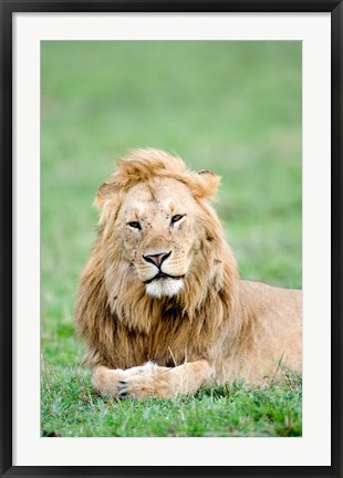 Framed Lion (Panthera leo) lying in grass, Masai Mara National Reserve, Kenya Print