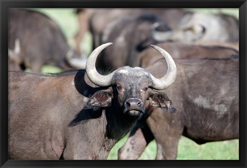 Framed Cape buffaloes (Syncerus caffer) in a field, Lake Nakuru National Park, Kenya Print