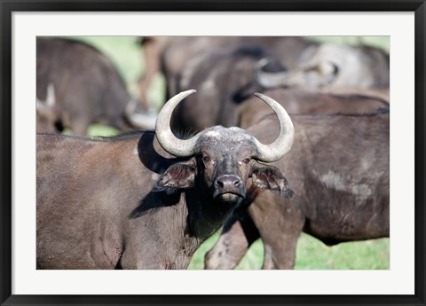 Framed Cape buffaloes (Syncerus caffer) in a field, Lake Nakuru National Park, Kenya Print