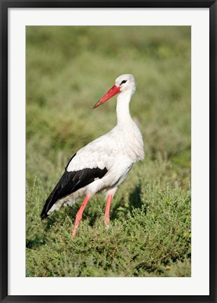 Framed White stork (Ciconia ciconia) in a field, Ngorongoro Crater, Ngorongoro, Tanzania Print