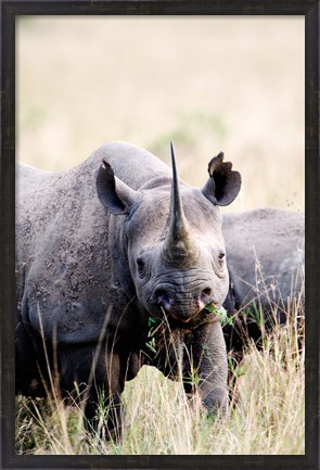 Framed Black rhinoceros (Diceros bicornis) standing in a field, Masai Mara National Reserve, Kenya Print