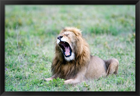 Framed Lion (Panthera leo) yawning in a field, Ngorongoro Crater, Ngorongoro, Tanzania Print