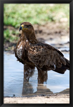 Framed Tawny Eagle, Ndutu, Ngorongoro, Tanzania Print