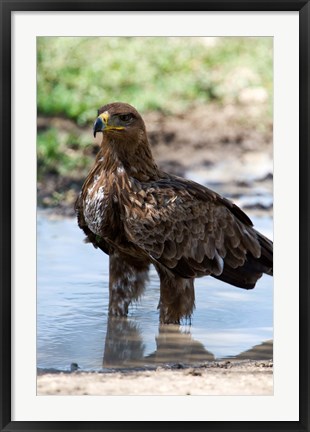 Framed Tawny Eagle, Ndutu, Ngorongoro, Tanzania Print