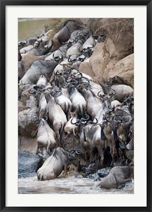 Framed Herd of wildebeests crossing a river, Mara River, Masai Mara National Reserve, Kenya Print