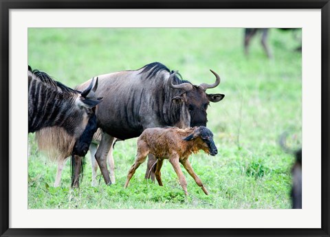 Framed Newborn Wildebeest Calf with its Parents, Ndutu, Ngorongoro, Tanzania Print