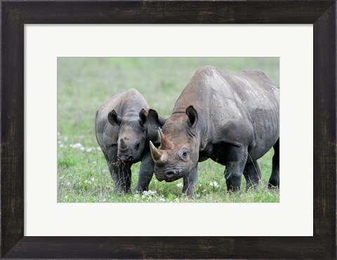 Framed Black rhinoceros (Diceros bicornis) in a field, Ngorongoro Crater, Ngorongoro, Tanzania Print