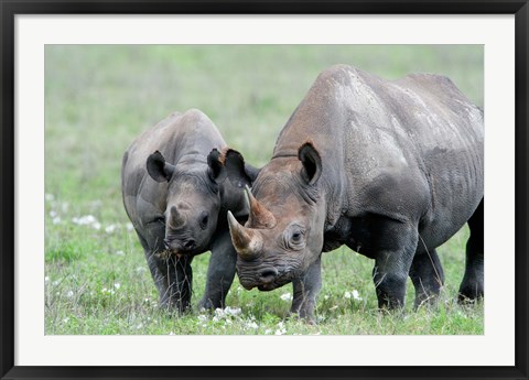 Framed Black rhinoceros (Diceros bicornis) in a field, Ngorongoro Crater, Ngorongoro, Tanzania Print