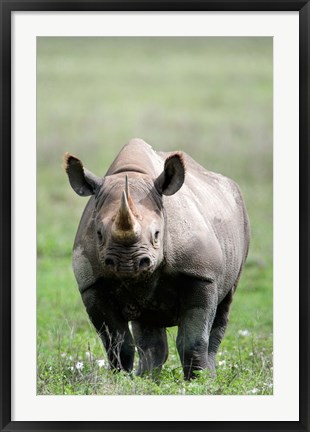 Framed Black rhinoceros (Diceros bicornis) standing in a field, Ngorongoro Crater, Ngorongoro, Tanzania Print