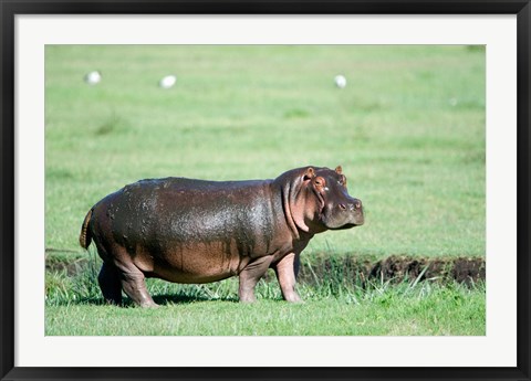 Framed Hippopotamus (Hippopotamus amphibius) in a field, Ngorongoro Crater, Ngorongoro, Tanzania Print