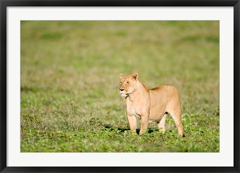 Framed Lioness (Panthera leo) standing in a field, Ngorongoro Crater, Ngorongoro, Tanzania Print