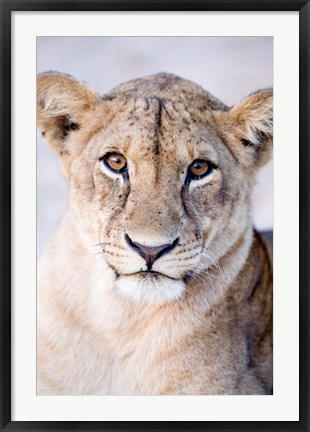 Framed Close-up of a lioness (Panthera leo), Tarangire National Park, Tanzania Print