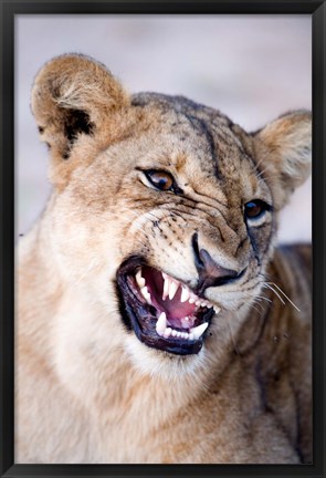 Framed Close-up of a lioness (Panthera leo) looking angry, Tarangire National Park, Tanzania Print