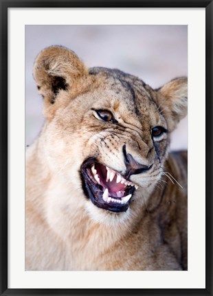 Framed Close-up of a lioness (Panthera leo) looking angry, Tarangire National Park, Tanzania Print