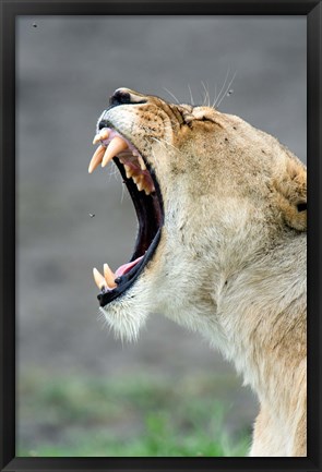 Framed Close-up of a lioness (Panthera leo), Ndutu, Ngorongoro, Tanzania Print