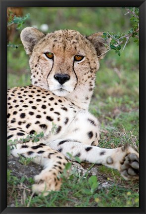 Framed Head of a Cheetah, Ndutu, Ngorongoro, Tanzania Print