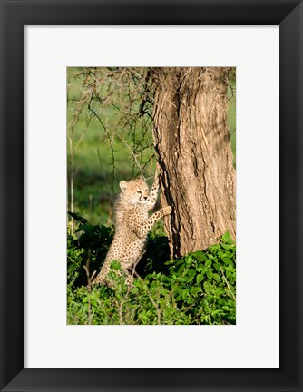 Framed Cheetah Cub Against a Tree, Ndutu, Ngorongoro, Tanzania Print