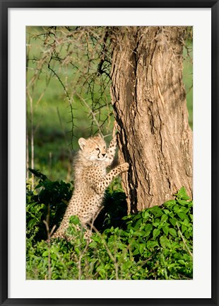 Framed Cheetah Cub Against a Tree, Ndutu, Ngorongoro, Tanzania Print