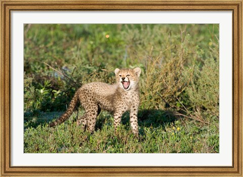 Framed Cheetah cub (Acinonyx jubatus) yawning in a forest, Ndutu, Ngorongoro, Tanzania Print