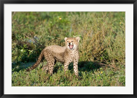 Framed Cheetah cub (Acinonyx jubatus) yawning in a forest, Ndutu, Ngorongoro, Tanzania Print