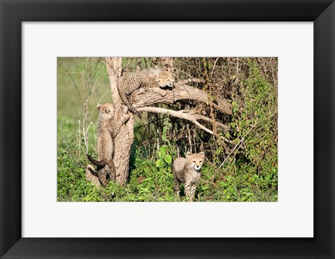 Framed Cheetah Cubs Climbing a Tree, Ndutu, Ngorongoro, Tanzania Print