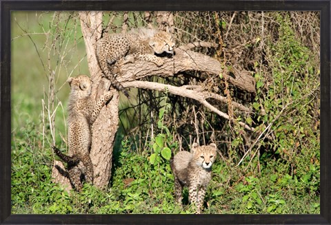 Framed Cheetah Cubs Climbing a Tree, Ndutu, Ngorongoro, Tanzania Print