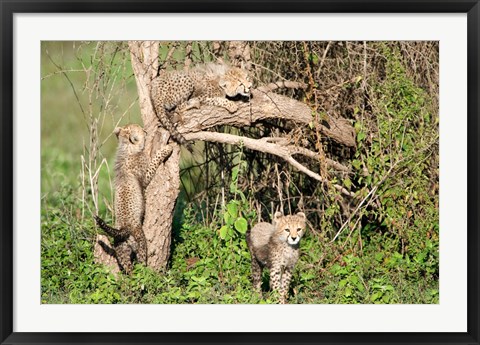 Framed Cheetah Cubs Climbing a Tree, Ndutu, Ngorongoro, Tanzania Print